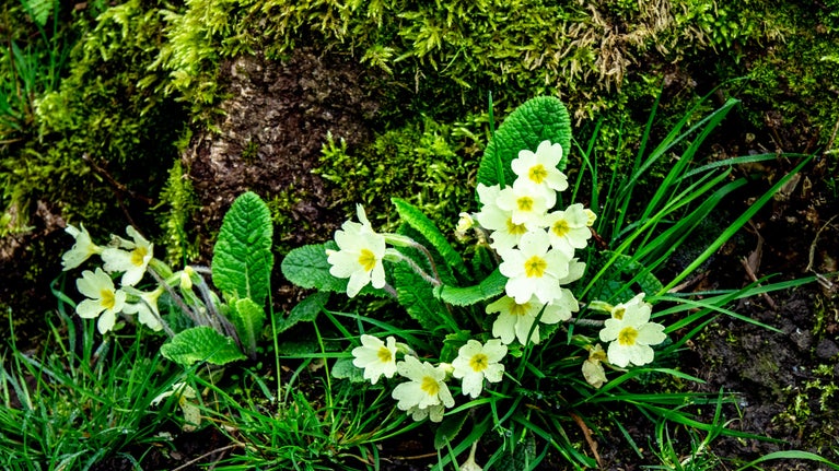 Primroses flower in Morgaston Woods at The Vyne